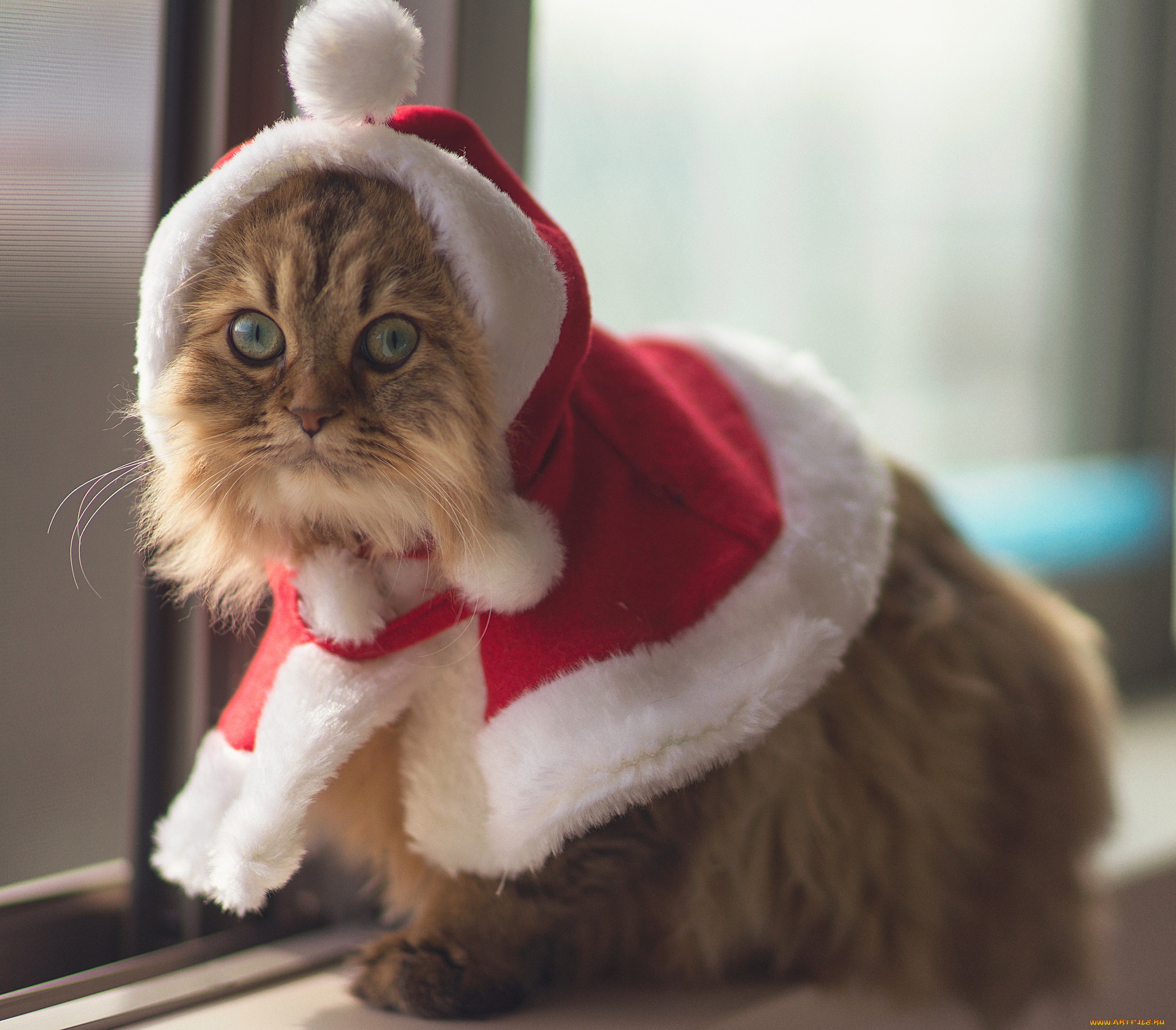 , , , christmas, cat, benjamin, torode, daisy